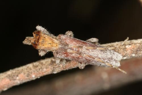 Réf. 311 684 : Deroplia genei